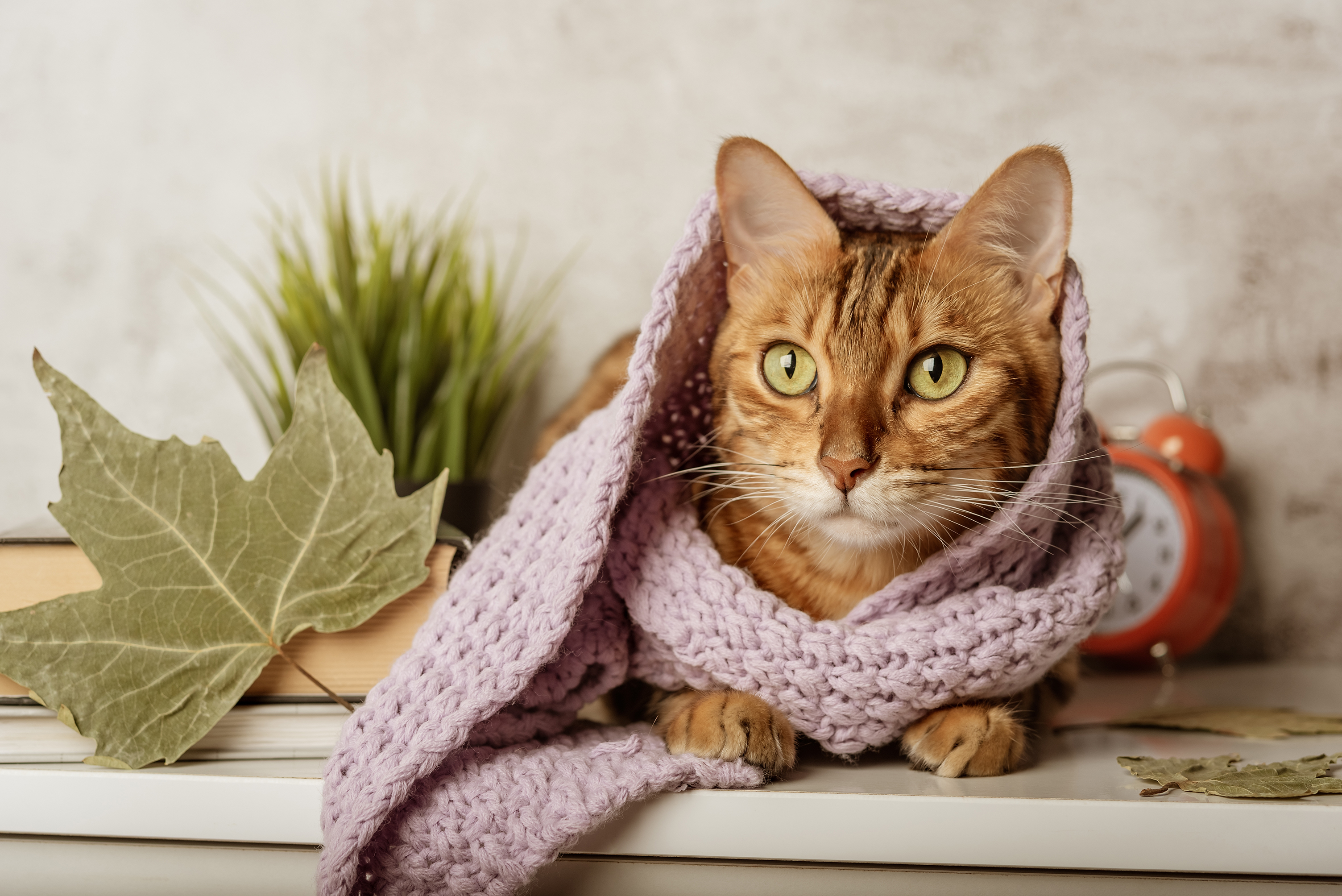 寒い気候についてどう思うか